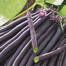 semilla judía violeta